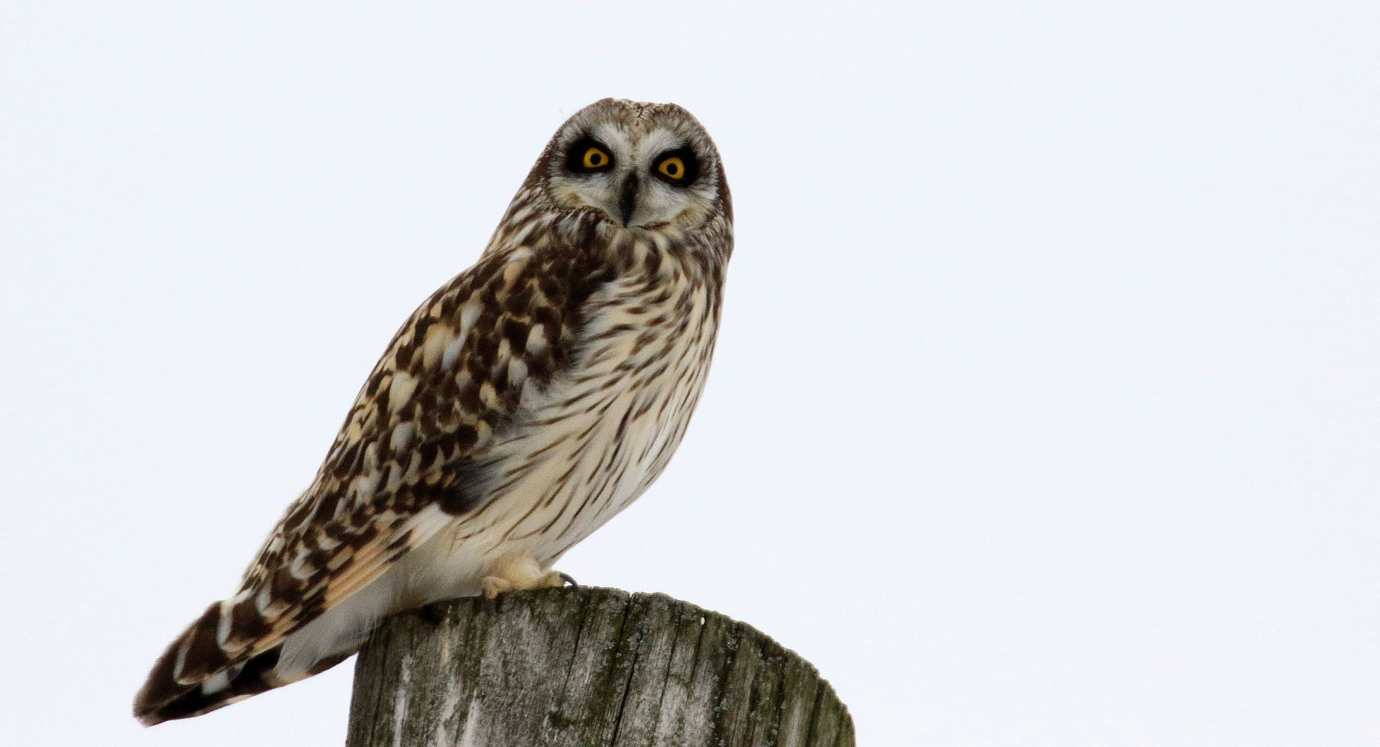 Short-eared owl